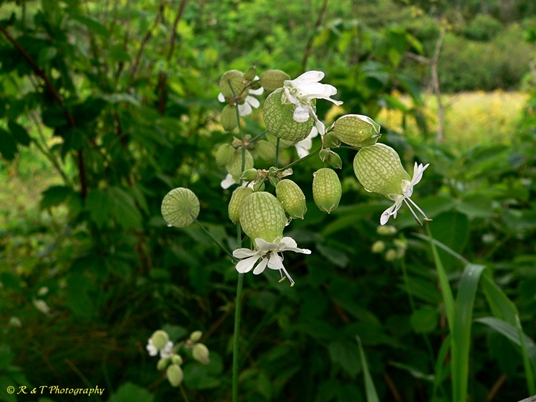 {Silene vulgaris}